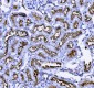 Anti-CD13/ANPEP Picoband™ Antibody (monoclonal, 5B9)