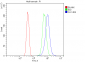 Anti-Carbonic Anhydrase I/CA1 Picoband™ Antibody (monoclonal, 4D5)