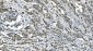 Anti-Carbonic Anhydrase I/CA1 Picoband™ Antibody (monoclonal, 4D5)