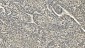 Anti-Carbonic Anhydrase I/CA1 Picoband™ Antibody (monoclonal, 4D5)