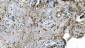 Anti-Carbonic Anhydrase I/CA1 Picoband™ Antibody (monoclonal, 4D5)