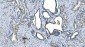 Anti-Carbonic Anhydrase I/CA1 Picoband™ Antibody (monoclonal, 4D5)