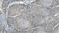 Anti-Carbonic Anhydrase I/CA1 Picoband™ Antibody (monoclonal, 4D5)