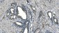 Anti-Carbonic Anhydrase I/CA1 Picoband™ Antibody (monoclonal, 4D5)