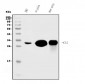 Anti-Carbonic Anhydrase I/CA1 Picoband™ Antibody (monoclonal, 4D5)