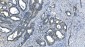 Anti-Carbonic Anhydrase I/CA1 Picoband™ Antibody (monoclonal, 2B5)