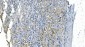 Anti-Carbonic Anhydrase I/CA1 Picoband™ Antibody (monoclonal, 2B5)