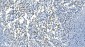Anti-Carbonic Anhydrase I/CA1 Picoband™ Antibody (monoclonal, 2B5)