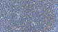 Anti-Carbonic Anhydrase I/CA1 Picoband™ Antibody (monoclonal, 2B5)