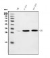 Anti-Carbonic Anhydrase I/CA1 Picoband™ Antibody (monoclonal, 2B5)