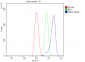 Anti-PARP/PARP1 Picoband™ Antibody (monoclonal, 2I2H4)