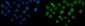 Anti-PARP/PARP1 Picoband™ Antibody (monoclonal, 2I2H4)