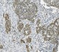 Anti-PARP/PARP1 Picoband™ Antibody (monoclonal, 2I2H4)