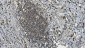 Anti-PARP/PARP1 Picoband™ Antibody (monoclonal, 2I2H4)