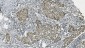 Anti-PARP/PARP1 Picoband™ Antibody (monoclonal, 2I2H4)