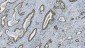 Anti-PARP/PARP1 Picoband™ Antibody (monoclonal, 2I2H4)
