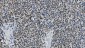 Anti-PARP/PARP1 Picoband™ Antibody (monoclonal, 2I2H4)