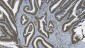 Anti-PARP/PARP1 Picoband™ Antibody (monoclonal, 2I2H4)