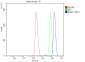 Anti-PARP/PARP1 Picoband™ Antibody (monoclonal, 10E11)