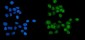 Anti-PARP/PARP1 Picoband™ Antibody (monoclonal, 10E11)