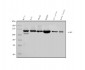 Anti-PARP/PARP1 Picoband™ Antibody (monoclonal, 10E11)