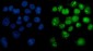 Anti-PARP/PARP1 Picoband™ Antibody (monoclonal, 10G9)