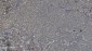 Anti-PARP/PARP1 Picoband™ Antibody (monoclonal, 10G9)