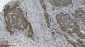 Anti-PARP/PARP1 Picoband™ Antibody (monoclonal, 10G9)