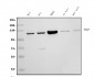 Anti-PARP/PARP1 Picoband™ Antibody (monoclonal, 10G9)