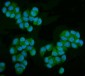 Anti-MPI Picoband™ Antibody (monoclonal, 5G5)