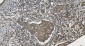 Anti-MPI Picoband™ Antibody (monoclonal, 5G5)