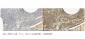 Anti-MPI Picoband™ Antibody (monoclonal, 5G5)
