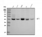 Anti-MPI Picoband™ Antibody (monoclonal, 5G5)