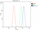 Anti-MAG Picoband™ Antibody (monoclonal, 2G11)