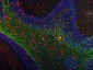 Anti-MAG Picoband™ Antibody (monoclonal, 2G11)