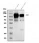Anti-MAG Picoband™ Antibody (monoclonal, 2G11)
