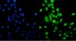 Anti-MCM5 Picoband™ Antibody (monoclonal, 4G10)