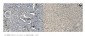 Anti-MCM5 Picoband™ Antibody (monoclonal, 4G10)