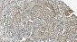 Anti-MCM5 Picoband™ Antibody (monoclonal, 4G10)