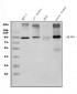 Anti-MCM5 Picoband™ Antibody (monoclonal, 4G10)
