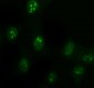 Anti-DDX1 Picoband™ Antibody (monoclonal, 3I10)