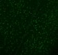 Anti-DDX1 Picoband™ Antibody (monoclonal, 3I10)