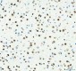 Anti-DDX1 Picoband™ Antibody (monoclonal, 3I10)