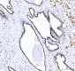 Anti-DDX1 Picoband™ Antibody (monoclonal, 3I10)