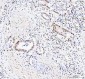 Anti-DDX1 Picoband™ Antibody (monoclonal, 3I10)