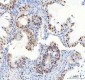 Anti-DDX1 Picoband™ Antibody (monoclonal, 3I10)