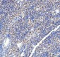 Anti-DDX1 Picoband™ Antibody (monoclonal, 3I10)