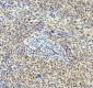 Anti-DDX1 Picoband™ Antibody (monoclonal, 3I10)