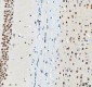 Anti-DDX1 Picoband™ Antibody (monoclonal, 3I10)