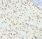 Anti-DDX1 Picoband™ Antibody (monoclonal, 3I10)